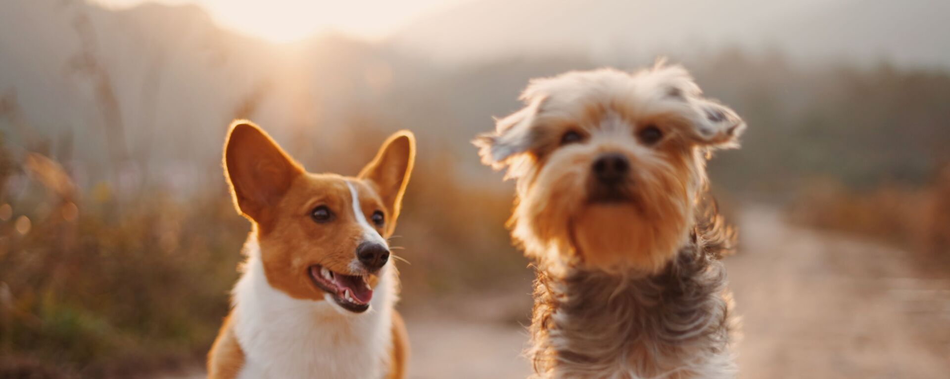 Un corgi y un yorkshire - Sputnik Mundo, 1920, 26.01.2021