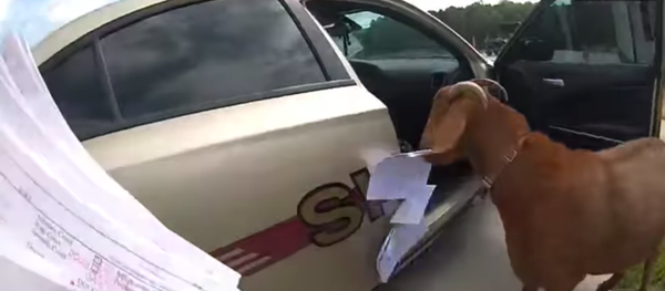 Una cabra invade un auto policial y mastica documentos oficiales Una cabra invade un auto policial y mastica documentos oficiales - Sputnik Mundo