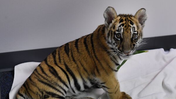 Un cachorro de tigre de Bengala, imagen referencial - Sputnik Mundo