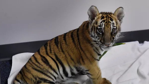 Un cachorro de tigre de Bengala, imagen referencial