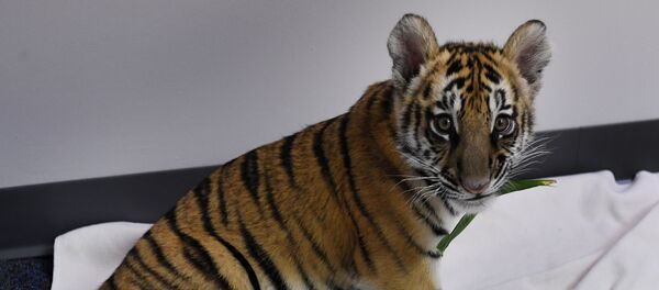 Un cachorro de tigre de Bengala, imagen referencial - Sputnik Mundo