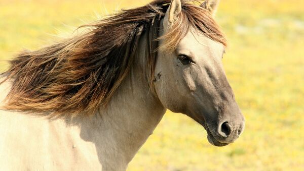 Un caballo, referencial - Sputnik Mundo