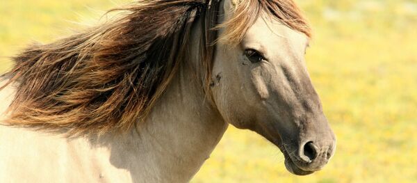 Un caballo, referencial - Sputnik Mundo