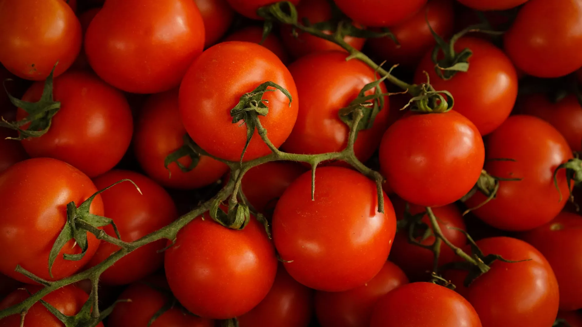 Tomate (imagen referencial)
