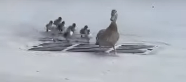 Una mamá pato pierde a sus patitos en una alcantarilla - Sputnik Mundo