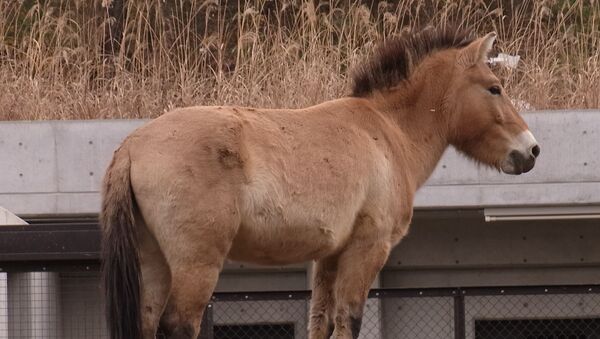 Un caballo Przewalski - Sputnik Mundo