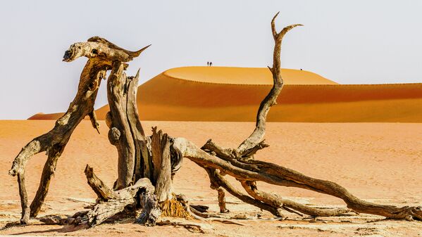 Bailes salvajes: las mejores fotos de viajes de National Geographic - Sputnik Mundo