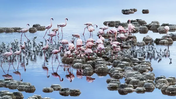 Bailes salvajes: las mejores fotos de viajes de National Geographic Bailes salvajes: las mejores fotos de viajes de National Geographic - Sputnik Mundo