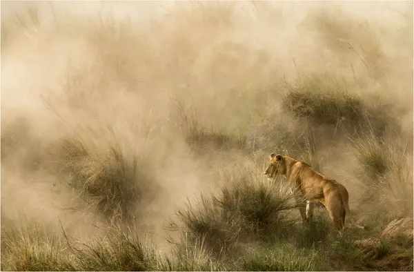 Bailes salvajes: las mejores fotos de viajes de National Geographic Bailes salvajes: las mejores fotos de viajes de National Geographic - Sputnik Mundo