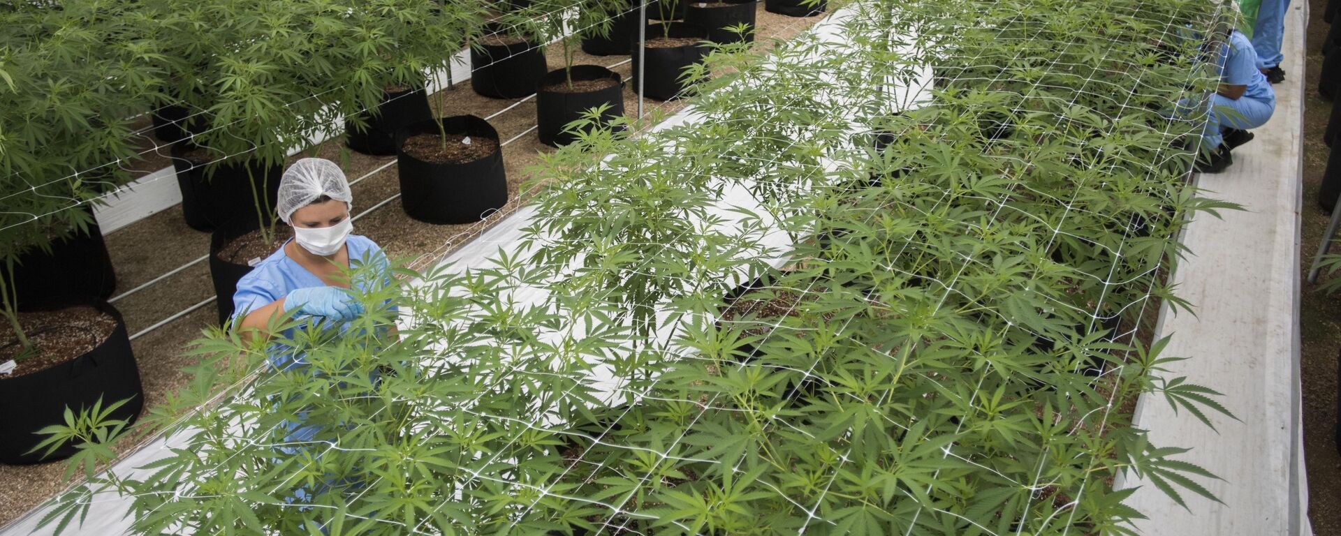 Una planta industrial de producción de cannabis en Uruguay - Sputnik Mundo, 1920, 11.08.2022