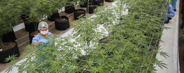 Una planta industrial de producción de cannabis en Uruguay - Sputnik Mundo