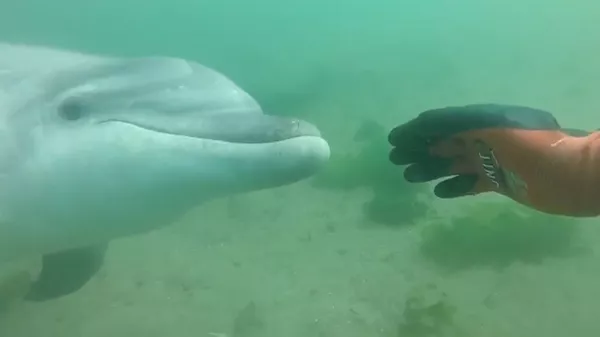 La historia de Manoliño y Roger, la amistad entre un mariscador y un delfín La historia de Manoliño y Roger, la amistad entre un mariscador y un delfín