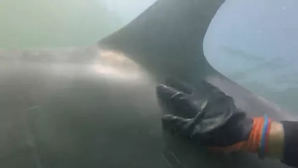 La historia de Manoliño y Roger, la amistad entre un mariscador y un delfín La historia de Manoliño y Roger, la amistad entre un mariscador y un delfín