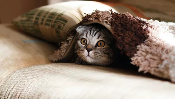 Un gato