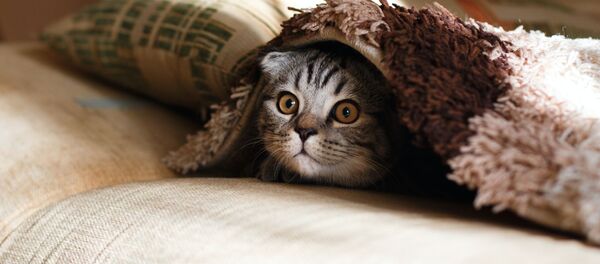 Un gato - Sputnik Mundo