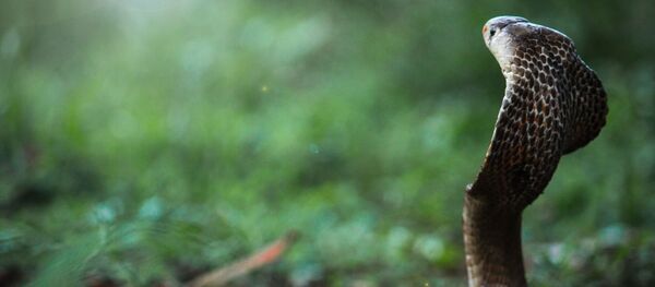 Una pitón (imagen referencial) - Sputnik Mundo