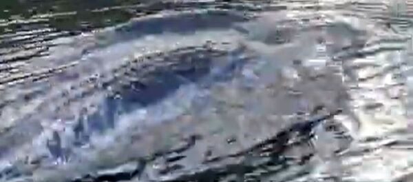 Mira como nada este enorme cocodrilo: ¿se cree un delfín?  - Sputnik Mundo