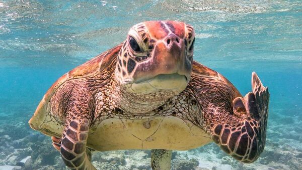 Una tortuga registrada por Mark Fitzpatrick, en la isla Lady Elliot, Australia - Sputnik Mundo