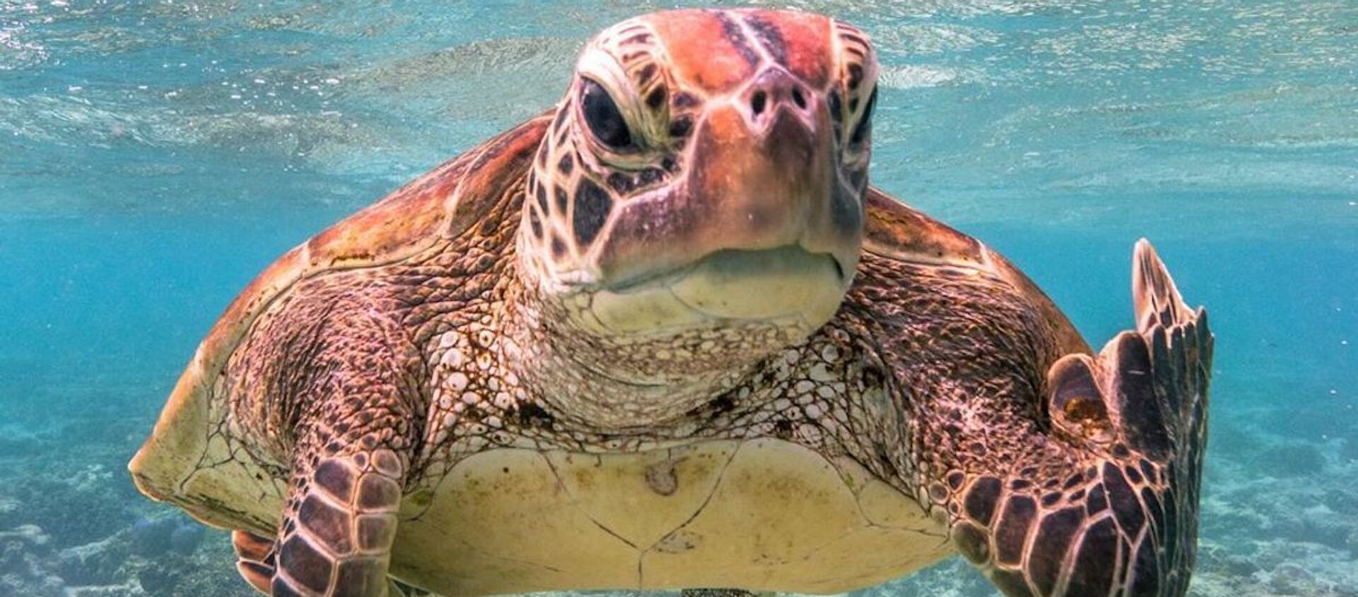 Una tortuga registrada por Mark Fitzpatrick, en la isla Lady Elliot, Australia - Sputnik Mundo, 1920, 13.09.2020