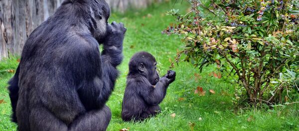 Dos gorilas - Sputnik Mundo