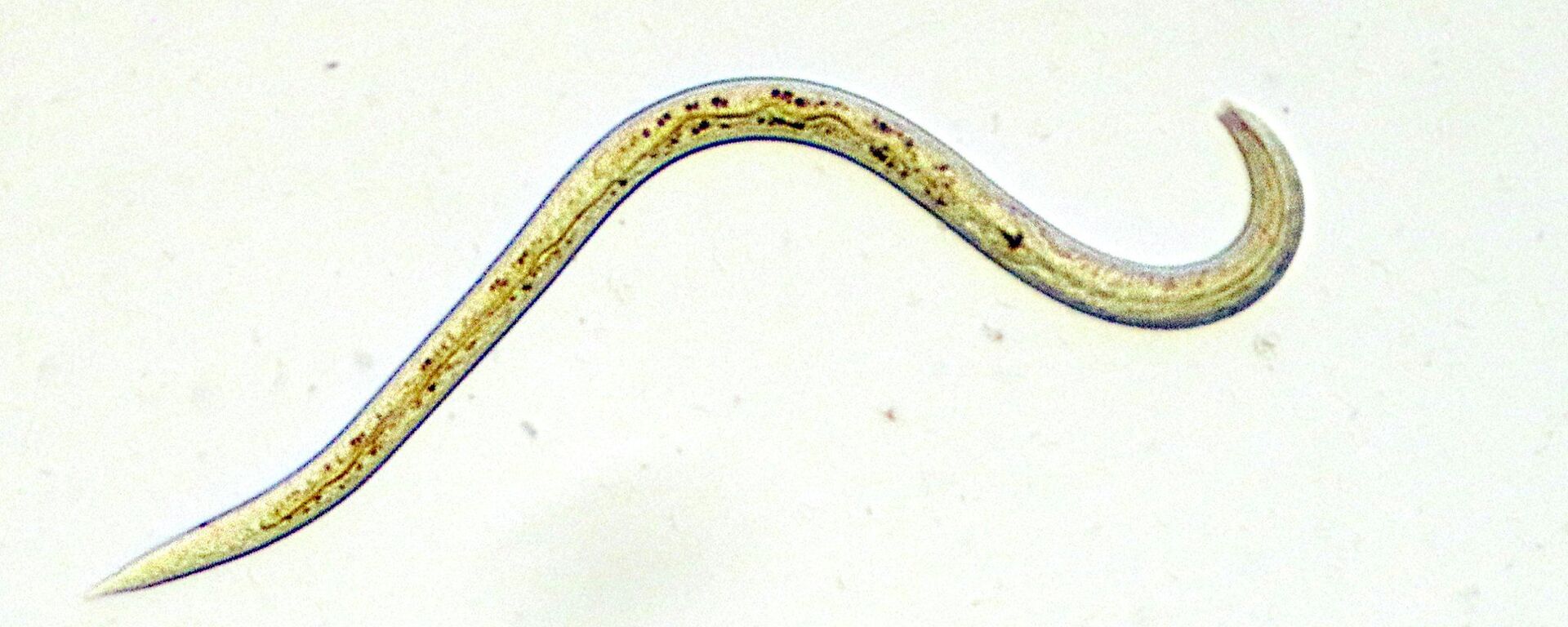 Un nematodo - Sputnik Mundo, 1920, 16.02.2022