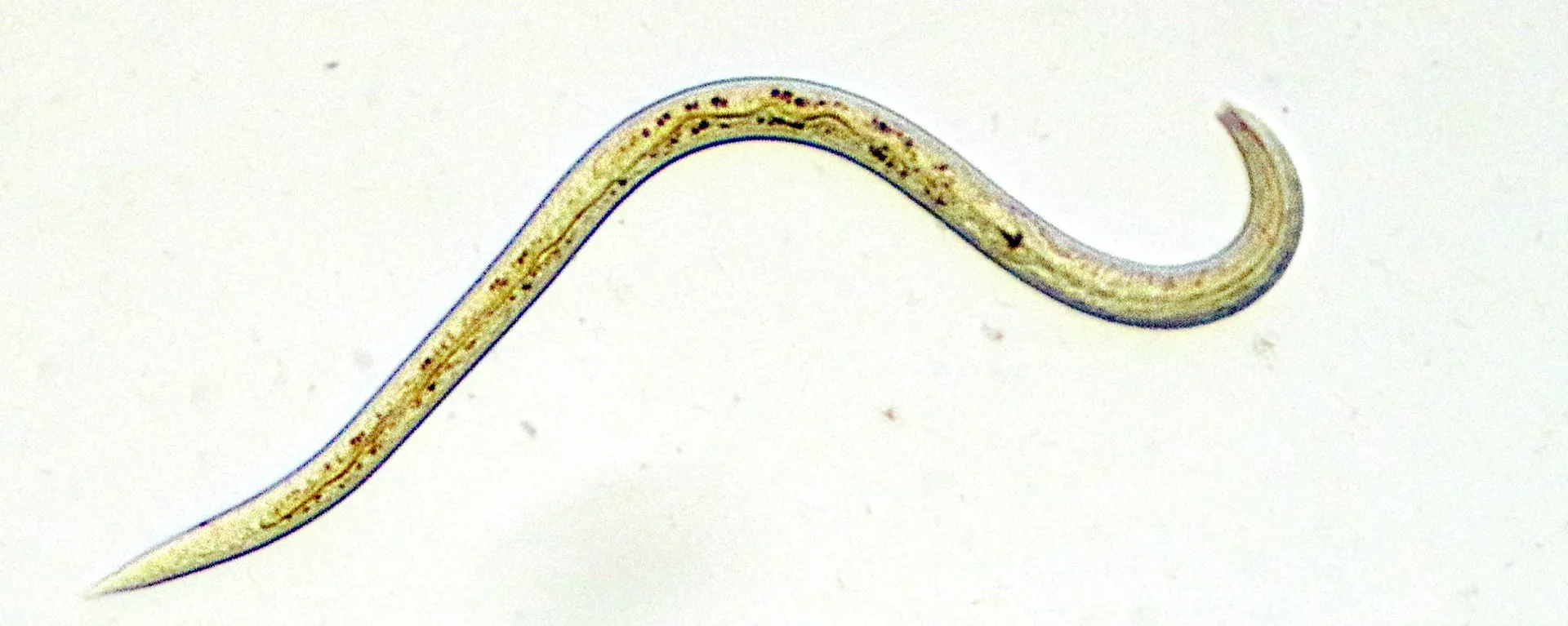 Un nematodo Un nematodo - Sputnik Mundo, 1920, 16.02.2022