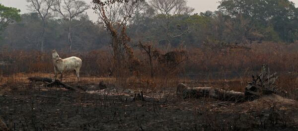 Consecuencias de los incendios en el Pantanal, Brasil - Sputnik Mundo