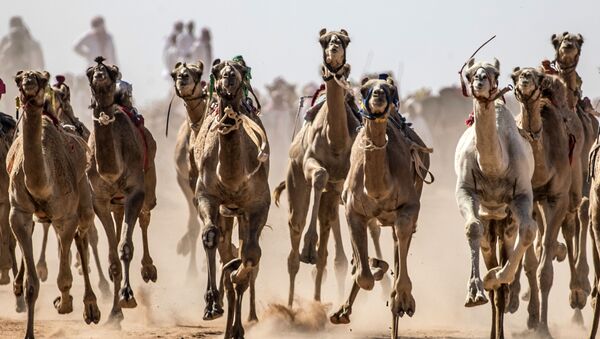 Así son las carreras de camellos en Egipto

 - Sputnik Mundo