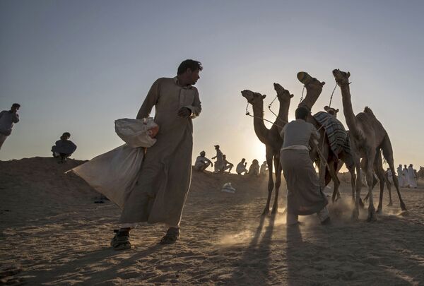 Así son las carreras de camellos en Egipto

 - Sputnik Mundo