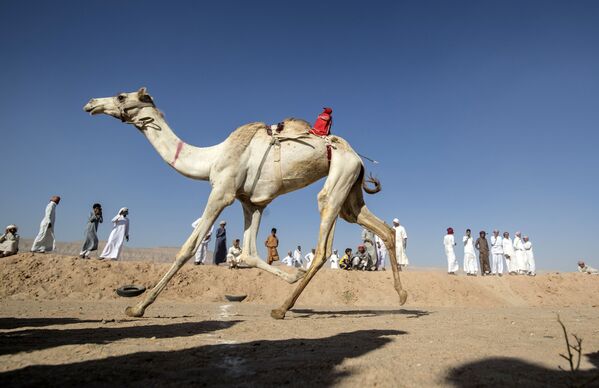 Así son las carreras de camellos en Egipto

 - Sputnik Mundo