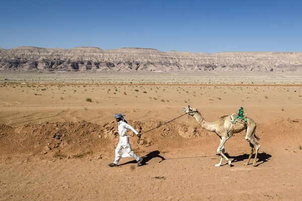 Así son las carreras de camellos en Egipto

 - Sputnik Mundo