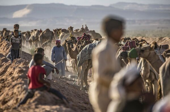 Así son las carreras de camellos en Egipto

 - Sputnik Mundo