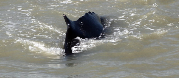 Una ballena jorobada en las aguas del río East Alligator River  - Sputnik Mundo