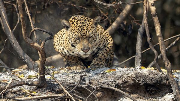 Un jaguar - Sputnik Mundo