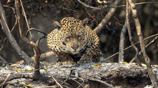 Un jaguar - Sputnik Mundo