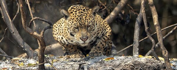 Un jaguar - Sputnik Mundo