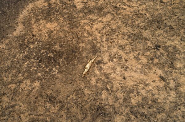 La fauna del Pantanal arde en los incendios declarados en esta región de Brasil

 - Sputnik Mundo