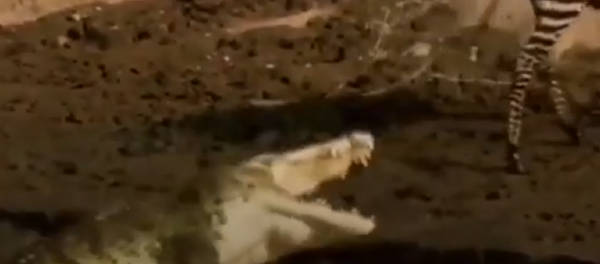 Una cebra se escapa de un cocodrilo y este se enfada - Sputnik Mundo