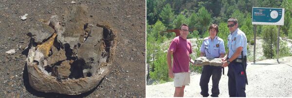 Un fósil robado en los Pirineos cambia la historia evolutiva de los cocodrilos - Sputnik Mundo