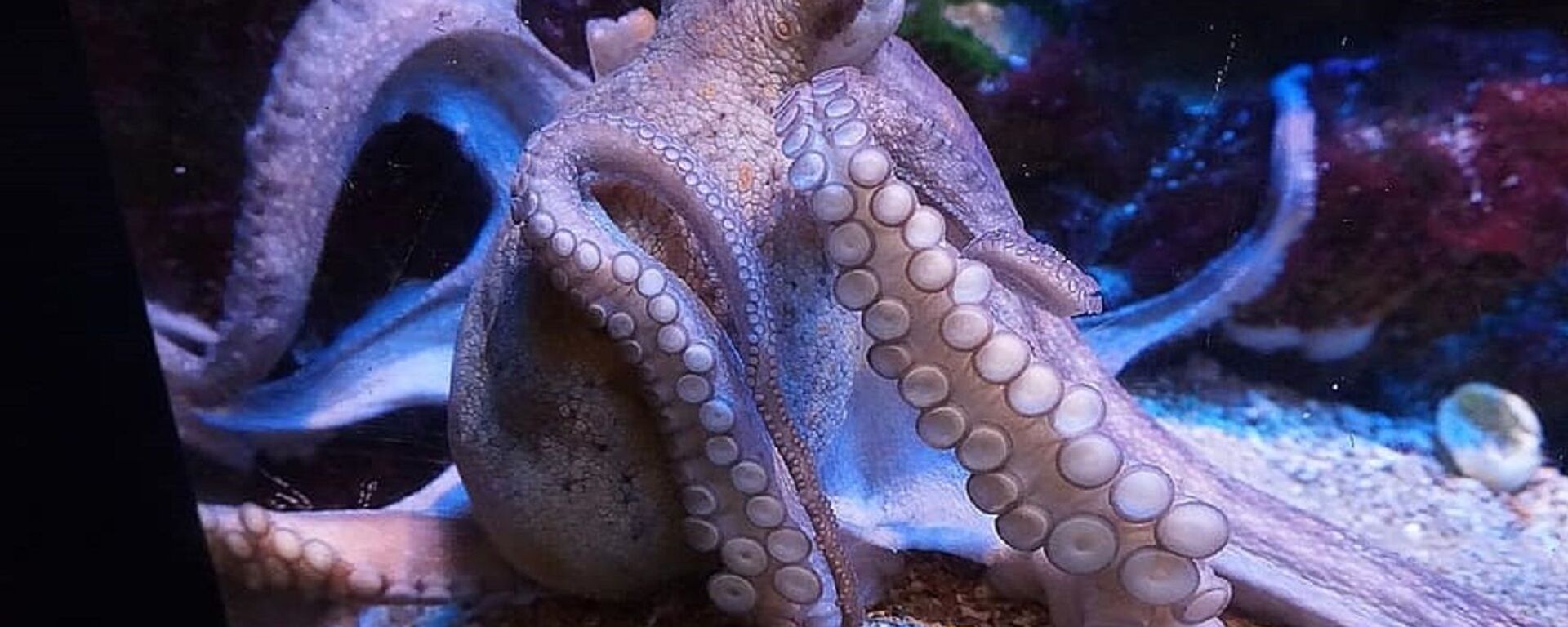 Calamares Calamares - Sputnik Mundo, 1920, 18.09.2020