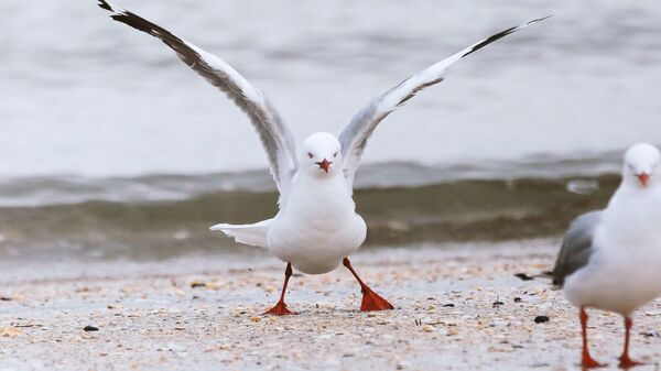 Una gaviota en la playa (imagen referencial) - Sputnik Mundo