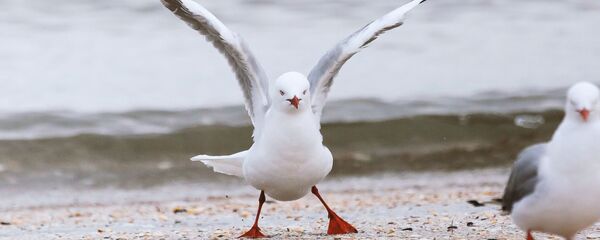 Una gaviota en la playa (imagen referencial) - Sputnik Mundo