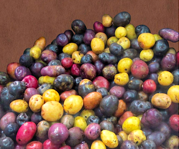 Chiloé, cuna de las papas que hoy existen en todo el mundo - Sputnik Mundo