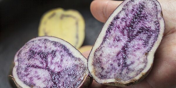 Chiloé, cuna de las papas que hoy existen en todo el mundo - Sputnik Mundo