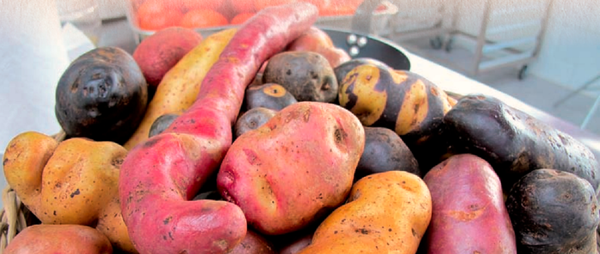 Chiloé, cuna de las papas que hoy existen en todo el mundo - Sputnik Mundo