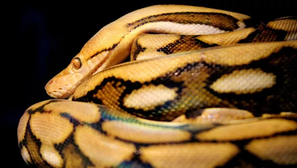 Una serpiente (imágen referencial)