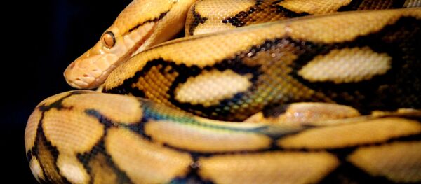 Una serpiente (imágen referencial) - Sputnik Mundo