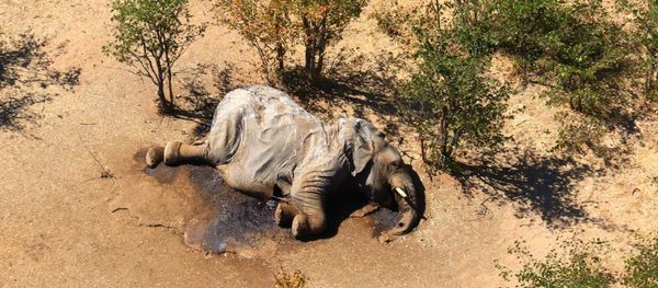 Un elefante muerte en Botsuana Un elefante muerte en Botsuana - Sputnik Mundo