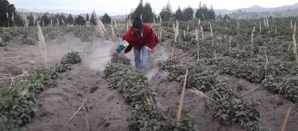 Lluvia de cenizas: el volcán Sangay afecta varias localidades y cultivos en Ecuador Lluvia de cenizas: el volcán Sangay afecta varias localidades y cultivos en Ecuador - Sputnik Mundo