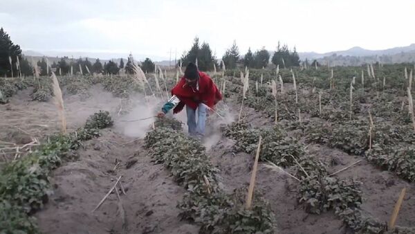 Lluvia de cenizas: el volcán Sangay afecta varias localidades y cultivos en Ecuador - Sputnik Mundo